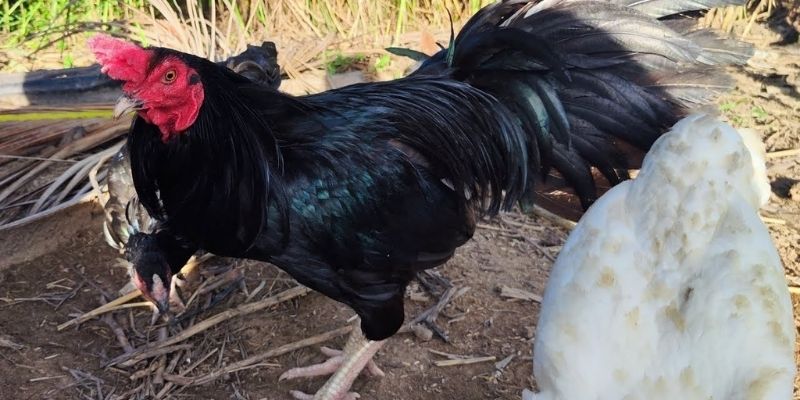 Gà Ô Chân Trắng - Bí Mật Chiến Thắng Trong Đá Gà B52 Club 1 Chia sẻ từ các chuyên gia về bí quyết chăm sóc gà đấu