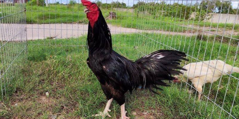 Gà Ô Chân Trắng - Bí Mật Chiến Thắng Trong Đá Gà B52 Club 3 Các yếu tố đặc trưng của gà chân trắng