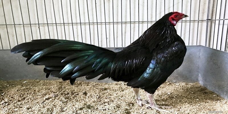 Gà Ô Chân Trắng - Bí Mật Chiến Thắng Trong Đá Gà B52 Club 2 Tổng quan giống gà chân trắng là gì?